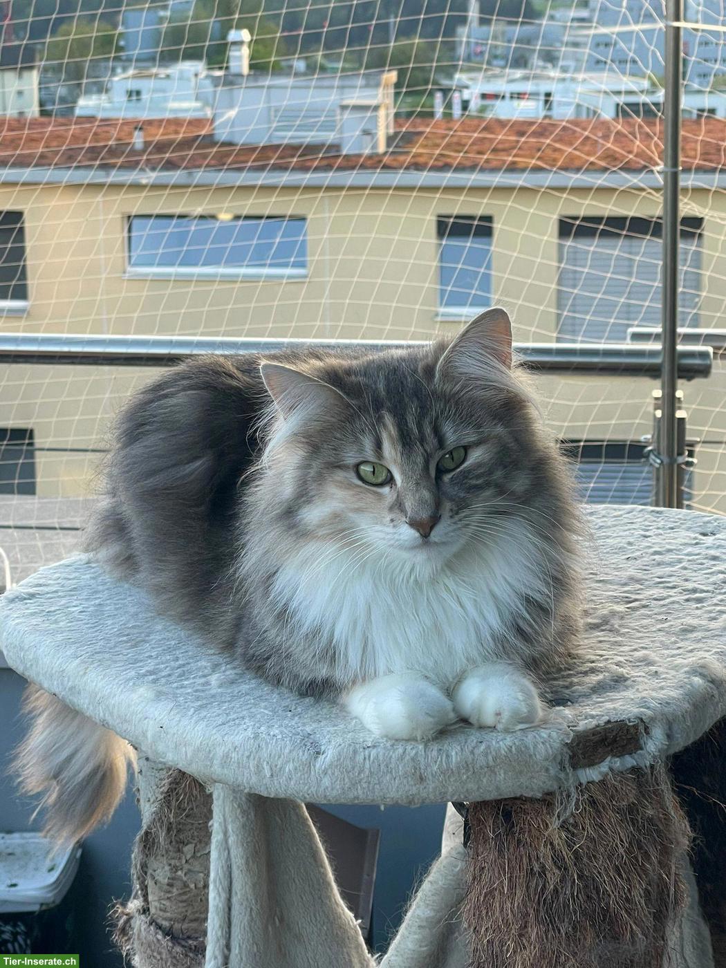Norwegische Waldkatze, Diva sucht neuen Wirkungskreis