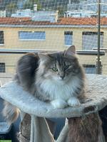 Norwegische Waldkatze, Diva sucht neuen Wirkungskreis