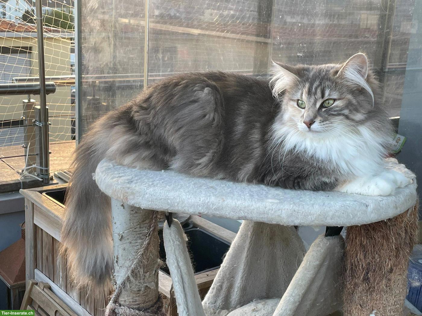 Bild 2: Norwegische Waldkatze, Diva sucht neuen Wirkungskreis