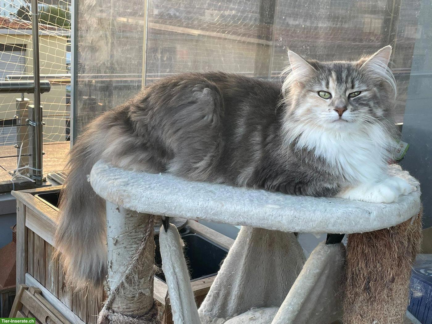 Bild 3: Norwegische Waldkatze, Diva sucht neuen Wirkungskreis