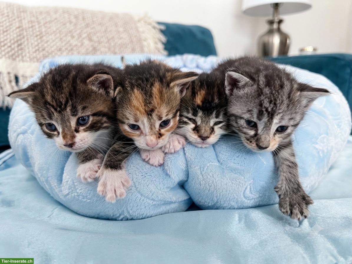 Bild 4: Norwegische Waldkatze, Kitten suchen ihre Herzensmenschen ❤️