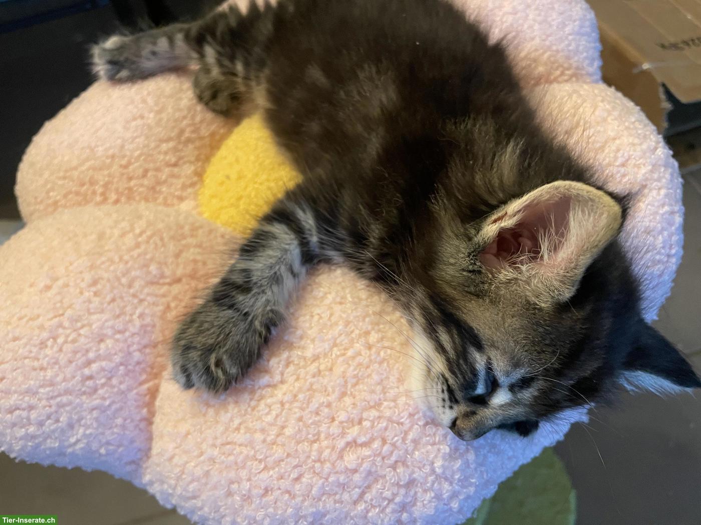 Bild 5: Norwegische Waldkatze, Kitten suchen ihre Herzensmenschen ❤️
