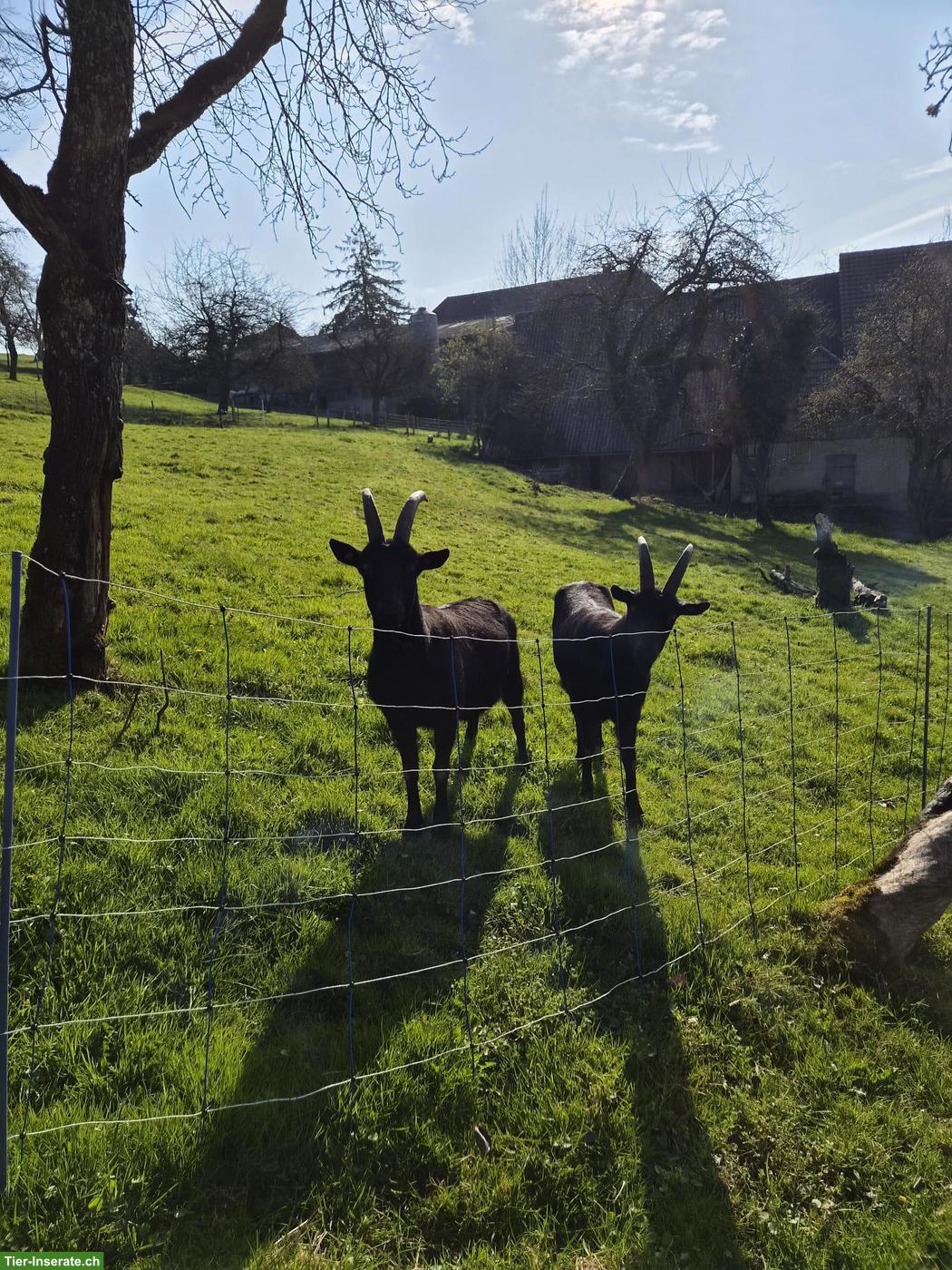 2 Nera Verzasca Ziegenböcke, kastriert