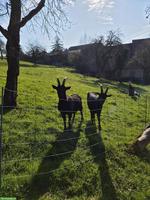 2 Nera Verzasca Ziegenböcke, kastriert