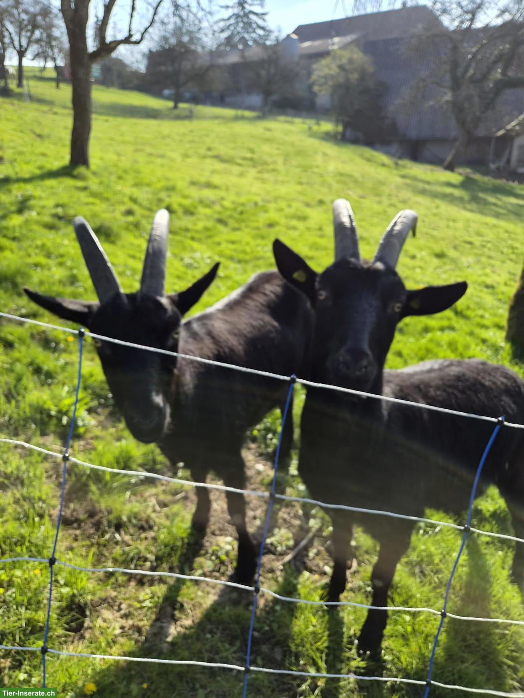 Bild 2: 2 Nera Verzasca Ziegenböcke, kastriert