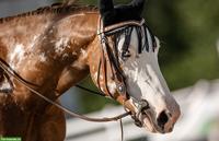 Reitbeteiligung für Paint Stute in Bärfischenhaus BE