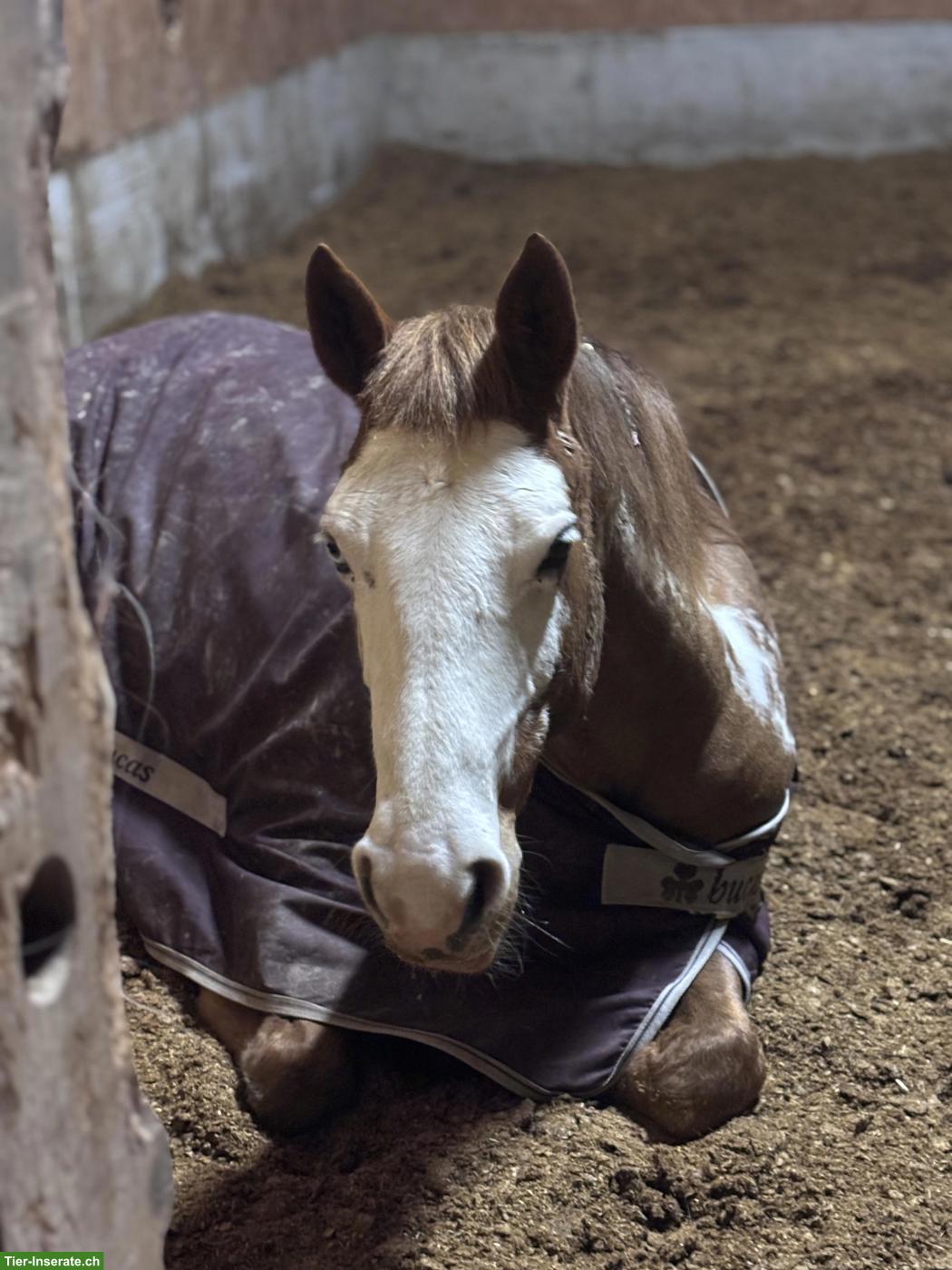Bild 2: Reitbeteiligung für Paint Stute in Bärfischenhaus BE