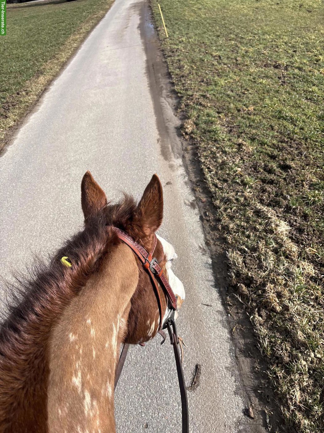 Bild 3: Reitbeteiligung für Paint Stute in Bärfischenhaus BE