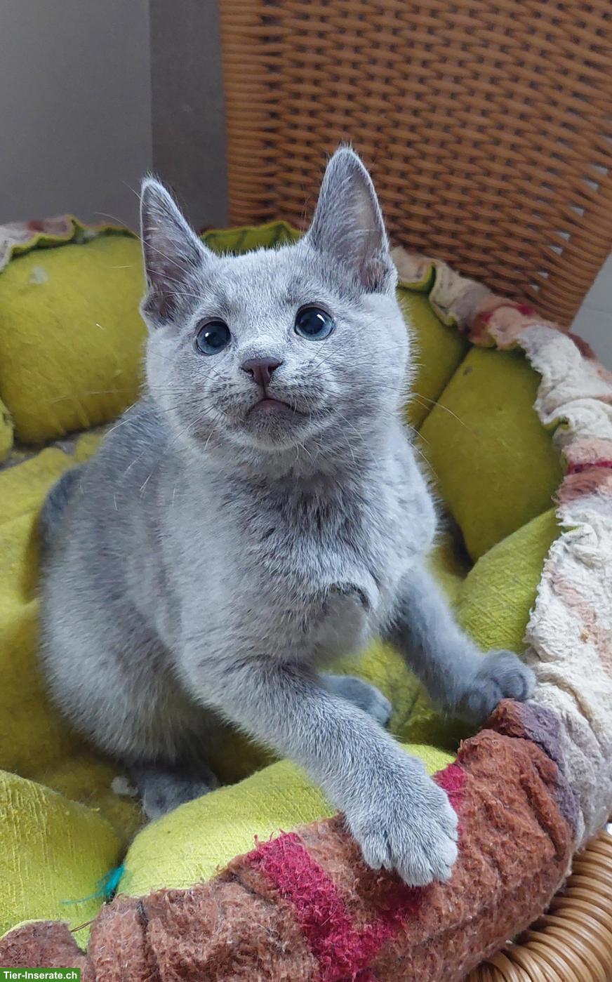 Russisch Blau Kitten, reinrassig mit Stammbaum