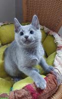 Russisch Blau Kitten, reinrassig mit Stammbaum