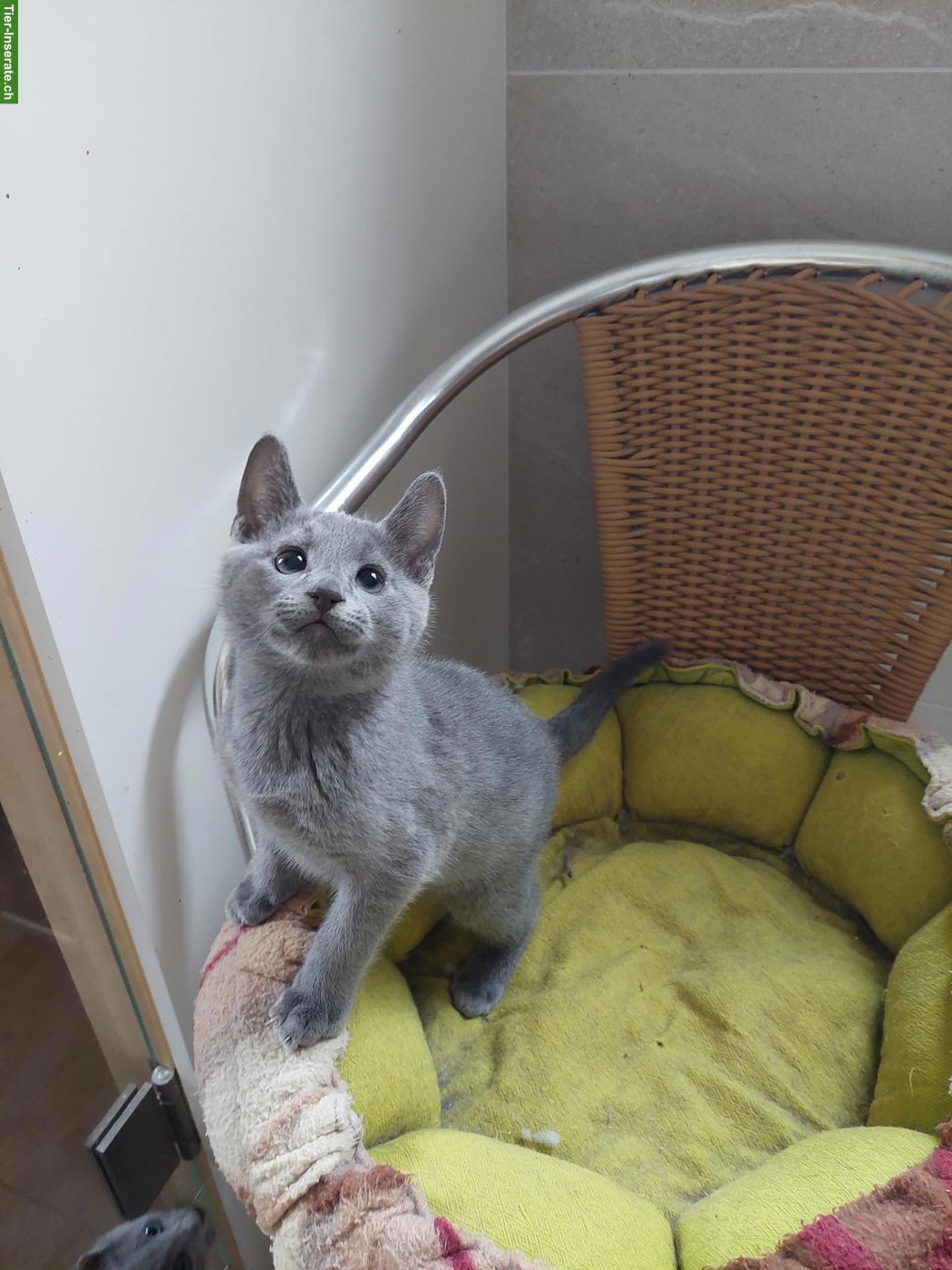 Bild 2: Russisch Blau Kitten, reinrassig mit Stammbaum