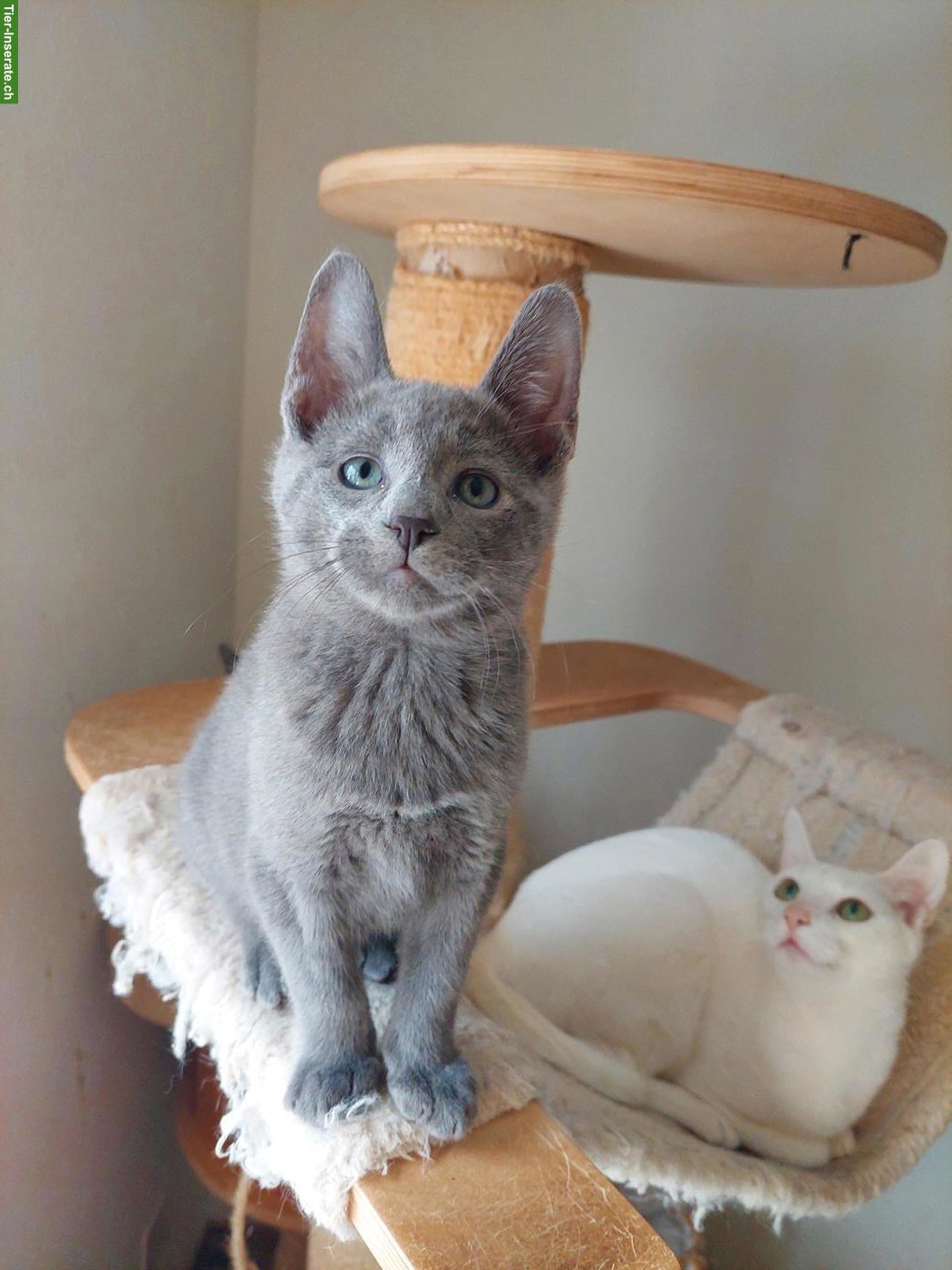 Bild 3: Russisch Blau Kitten, reinrassig mit Stammbaum