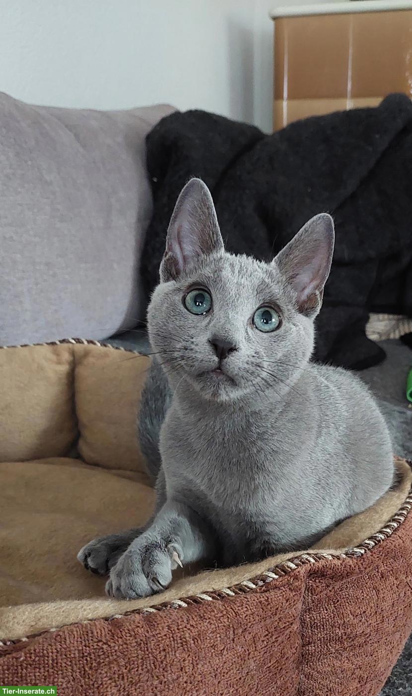 Bild 4: Russisch Blau Kitten, reinrassig mit Stammbaum