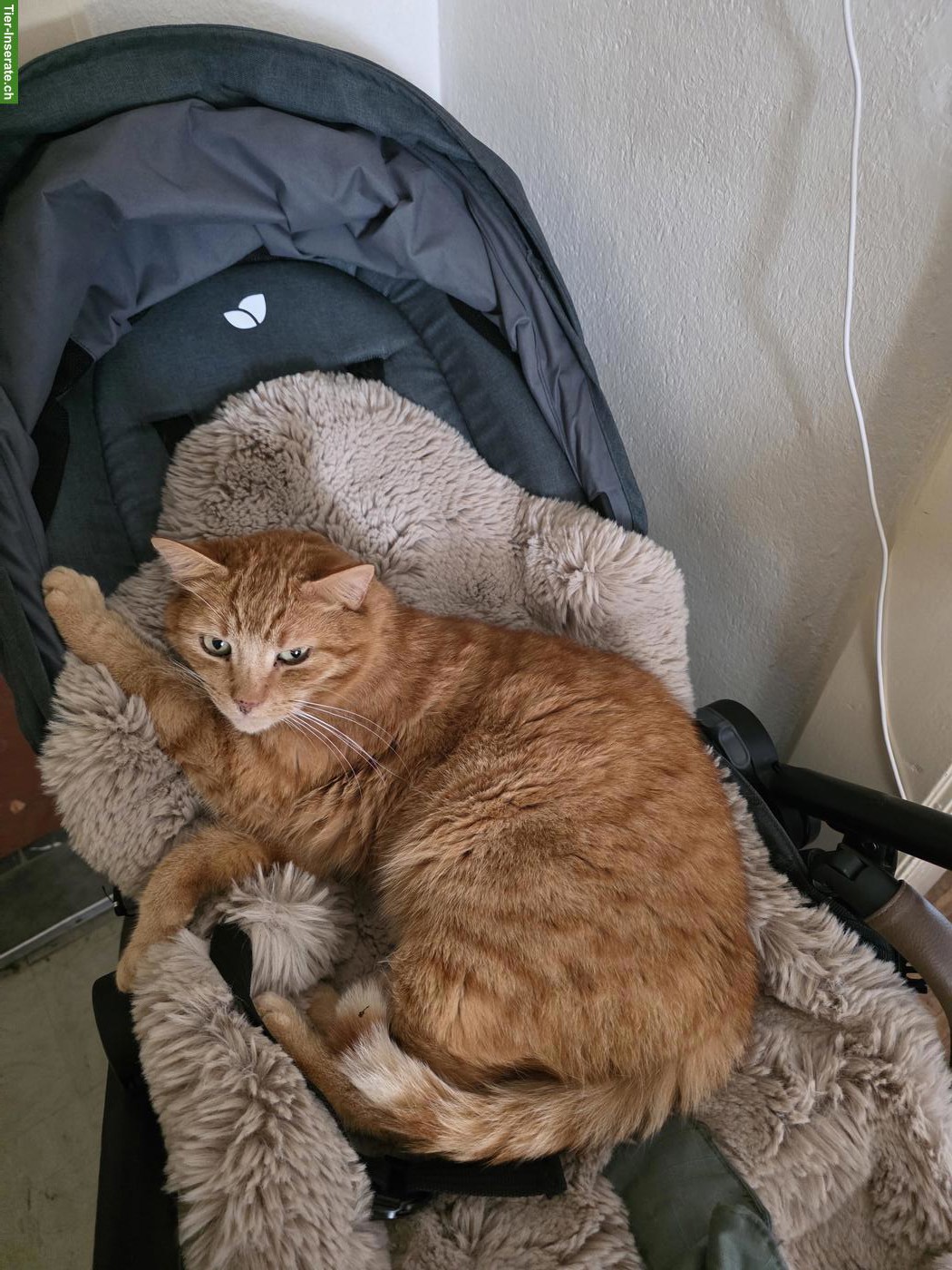 2 Kater suchen ihr Zuhause mit Freigang