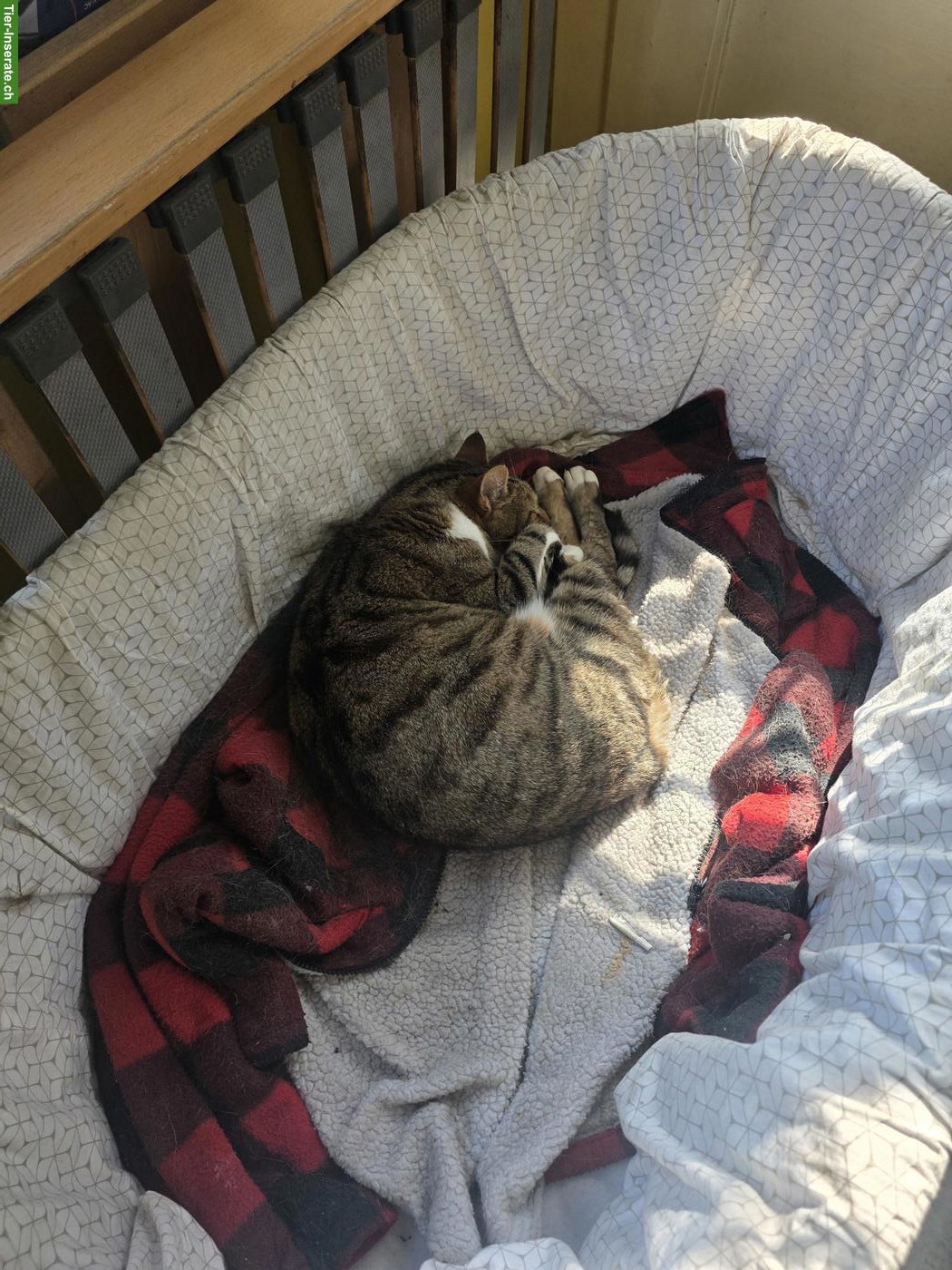 Bild 2: 2 Kater suchen ihr Zuhause mit Freigang