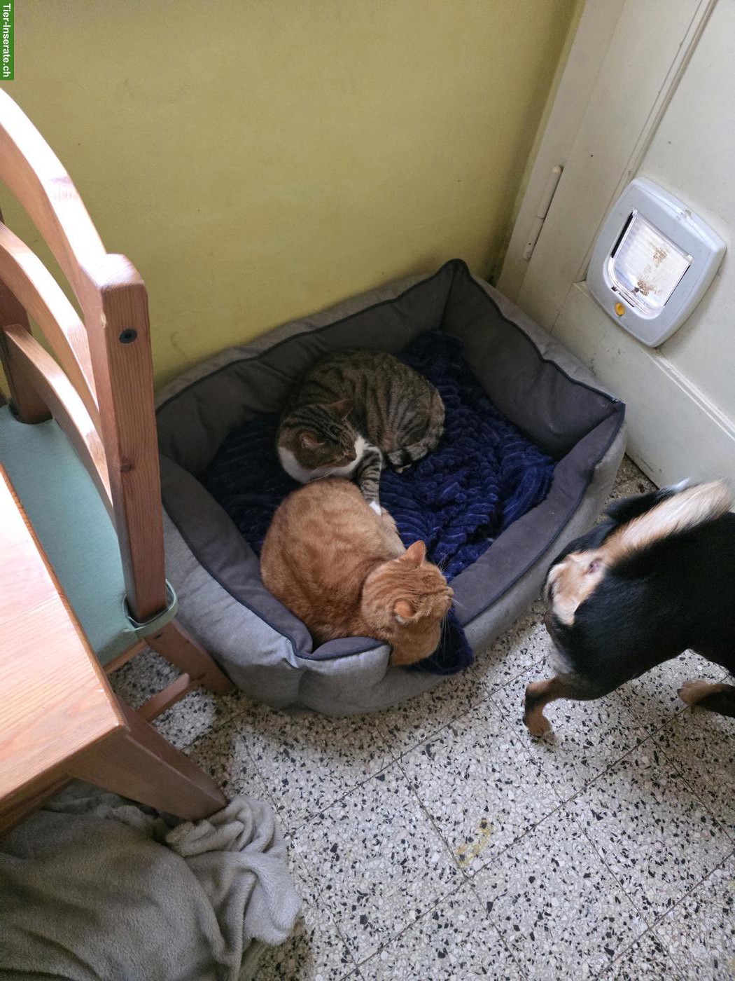 Bild 4: 2 Kater suchen ihr Zuhause mit Freigang