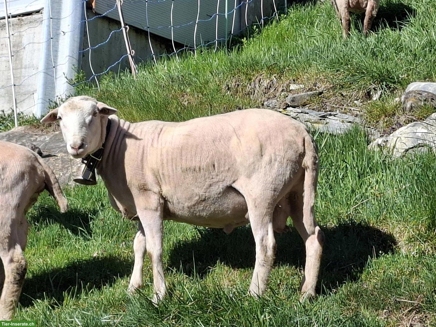 Berrichon du Cher Mix Widder zu verkaufen