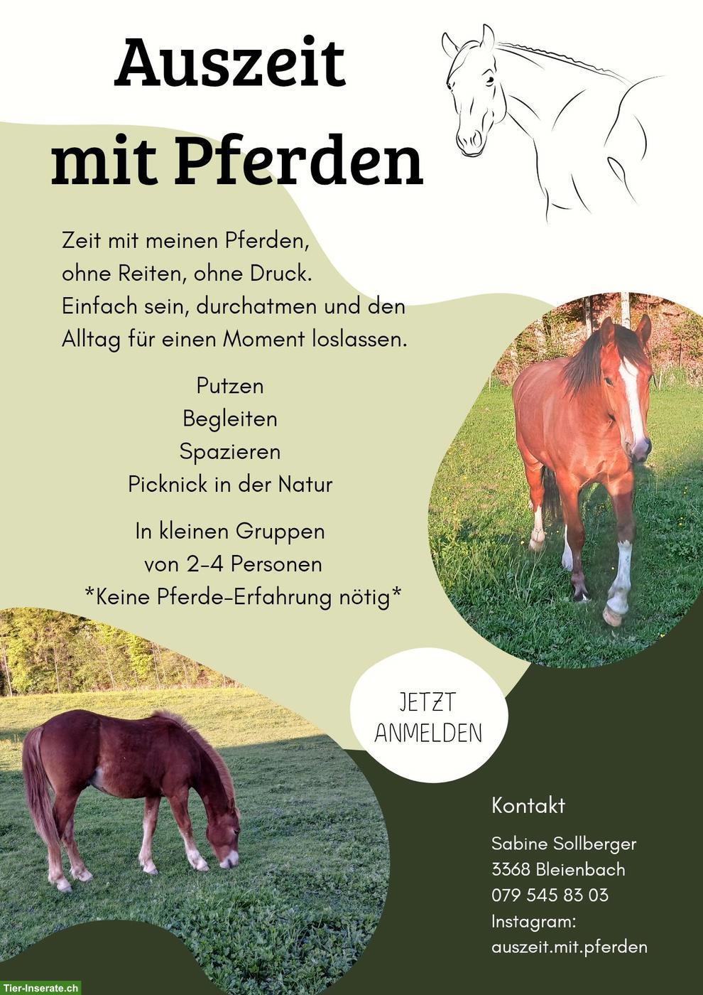 Auszeit mit Pferden in Bleienbach BE