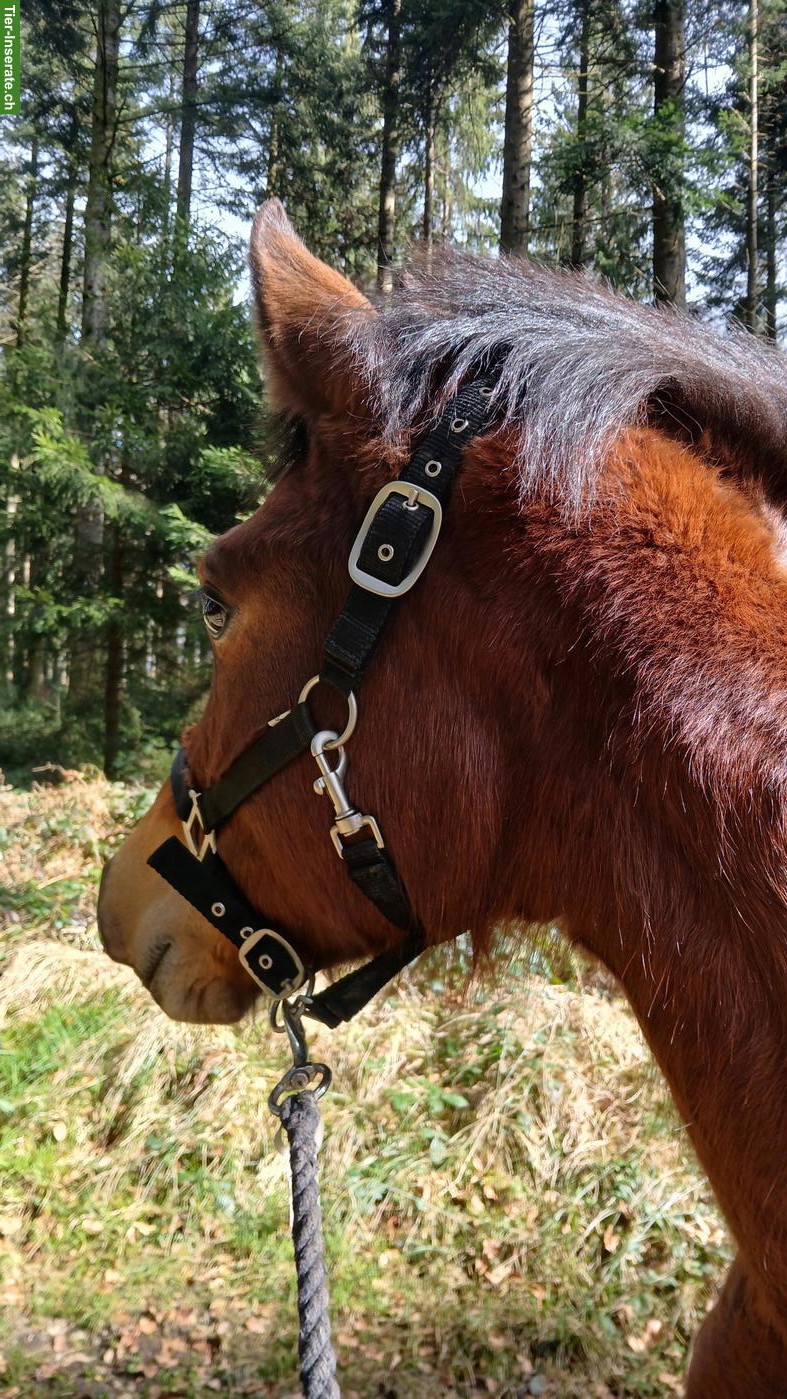 Bild 2: Auszeit mit Pferden in Bleienbach BE