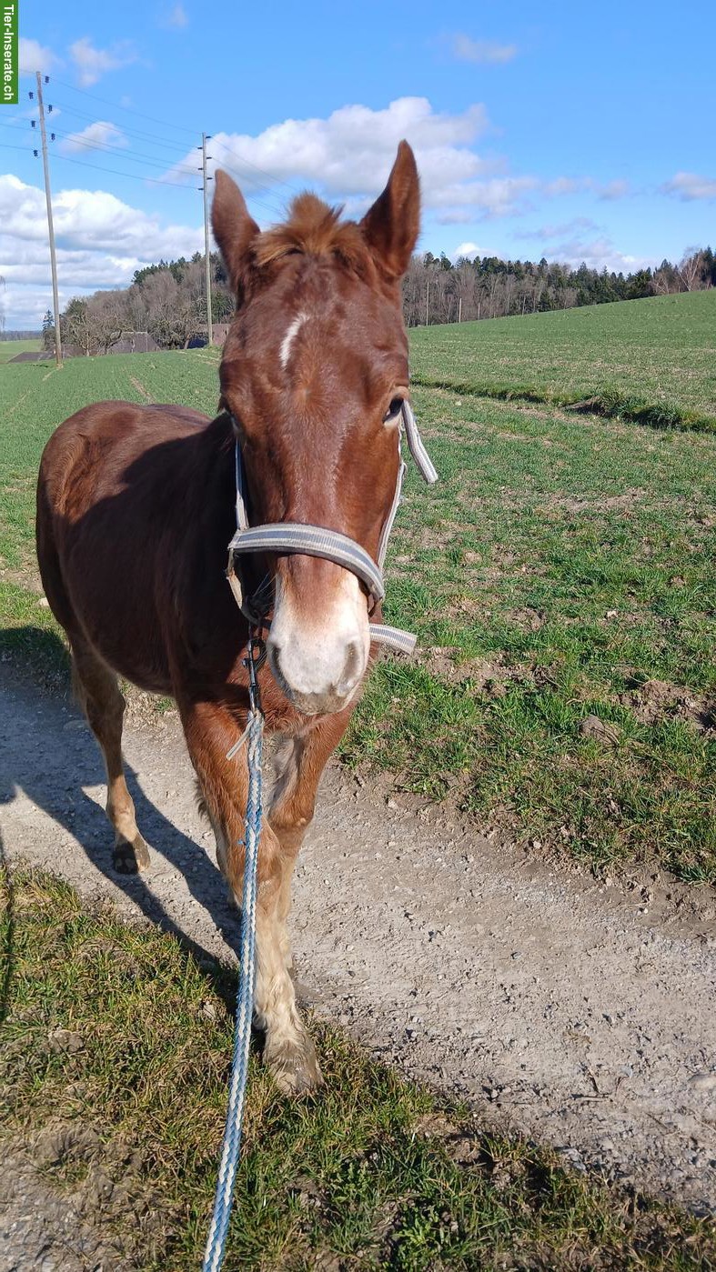 Bild 3: Auszeit mit Pferden in Bleienbach BE