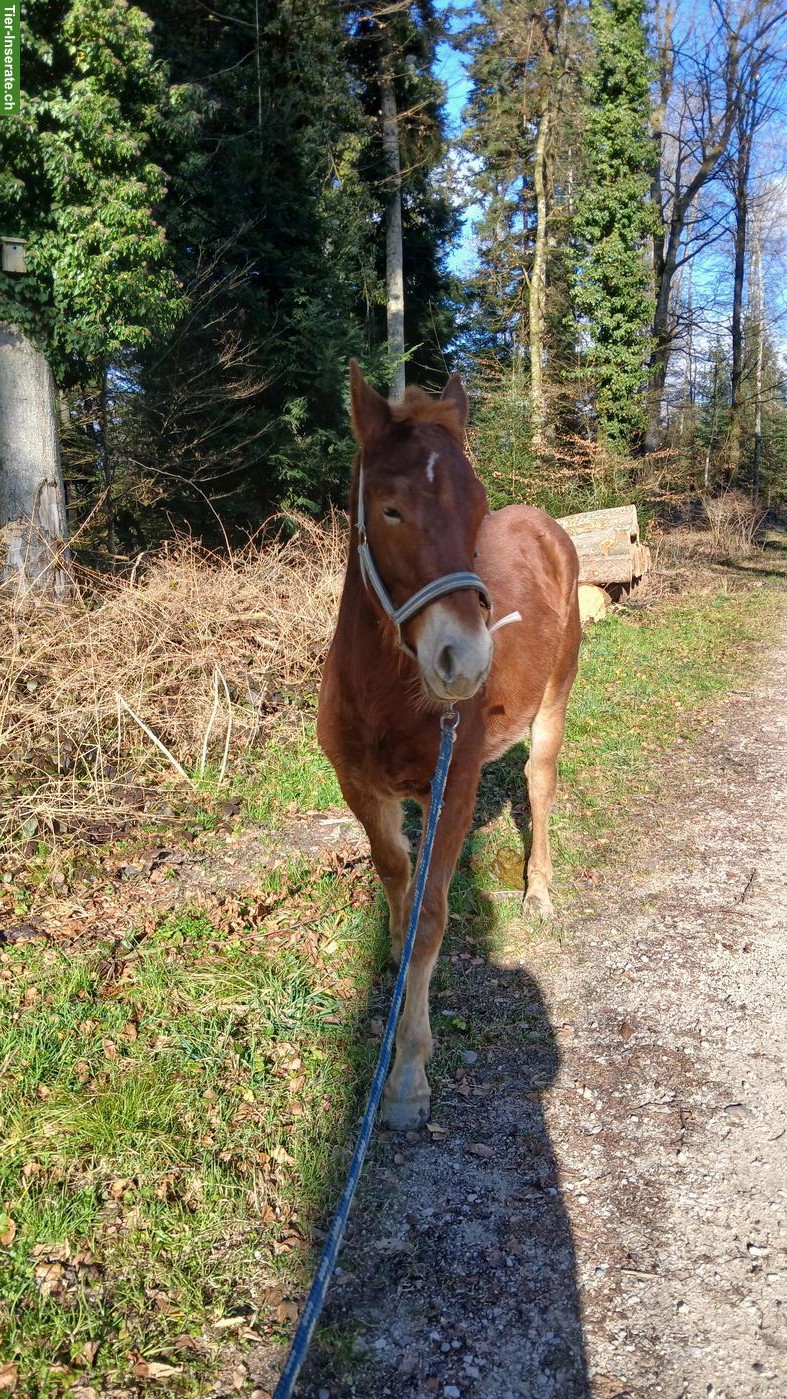 Bild 4: Auszeit mit Pferden in Bleienbach BE