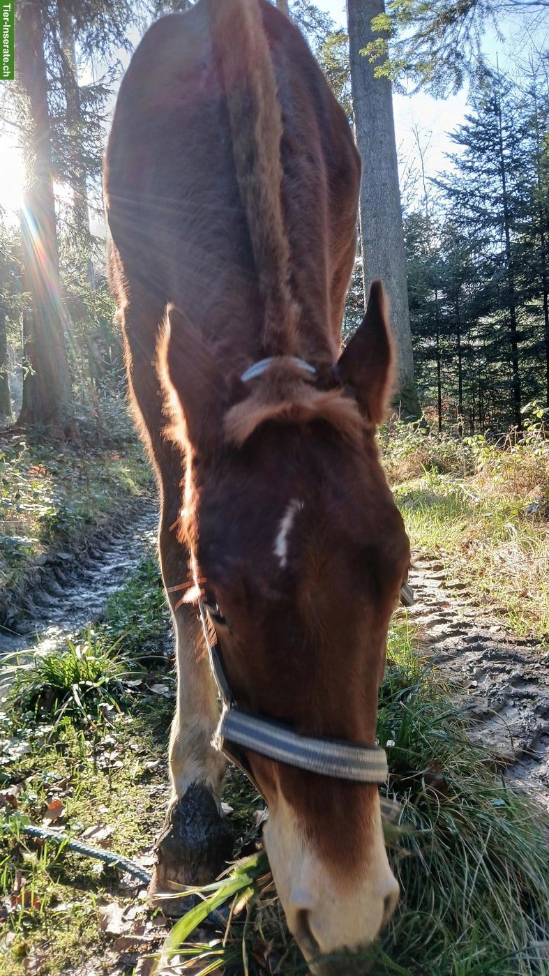 Bild 5: Auszeit mit Pferden in Bleienbach BE