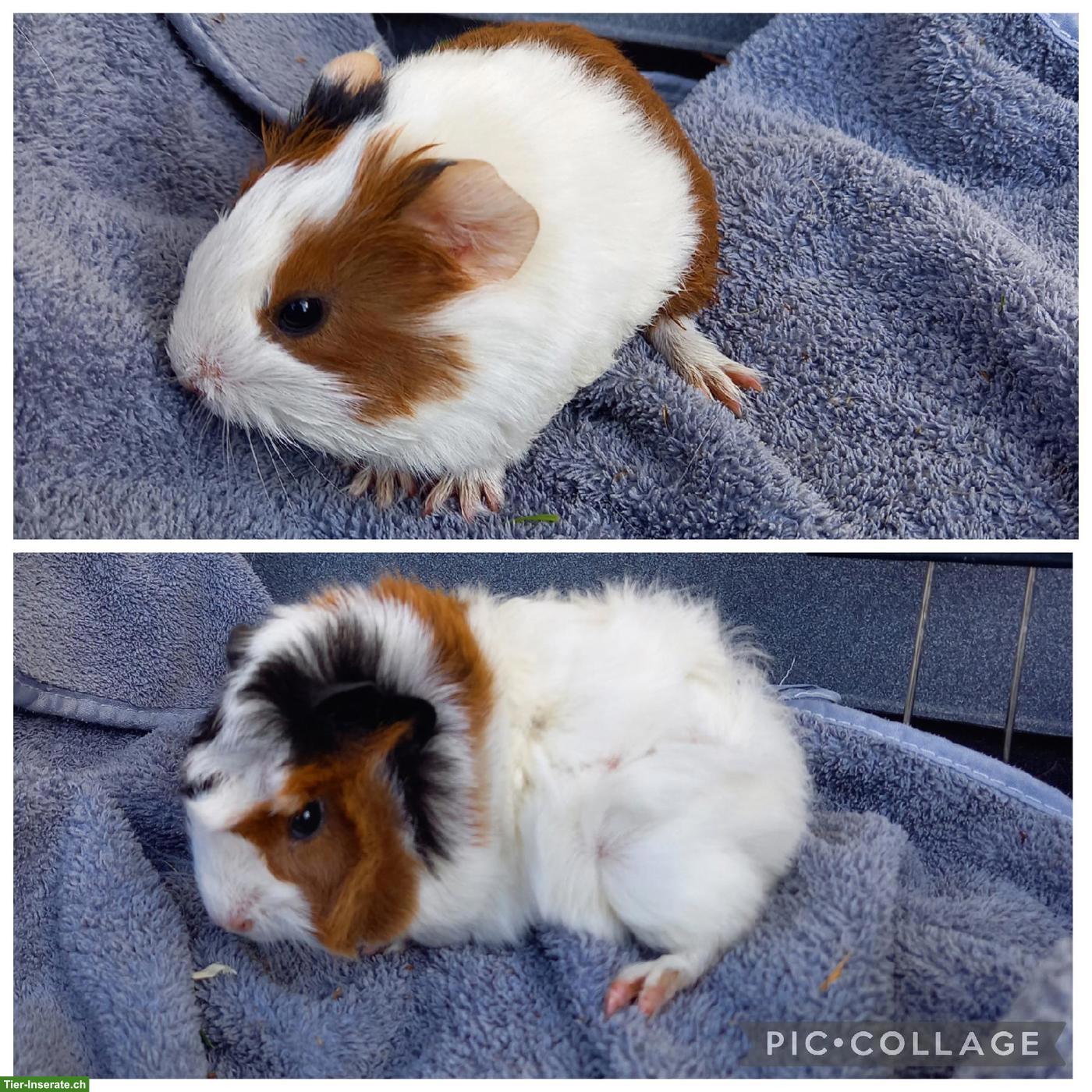 Verschiedene Meerschweinchen Männchen, kastriert