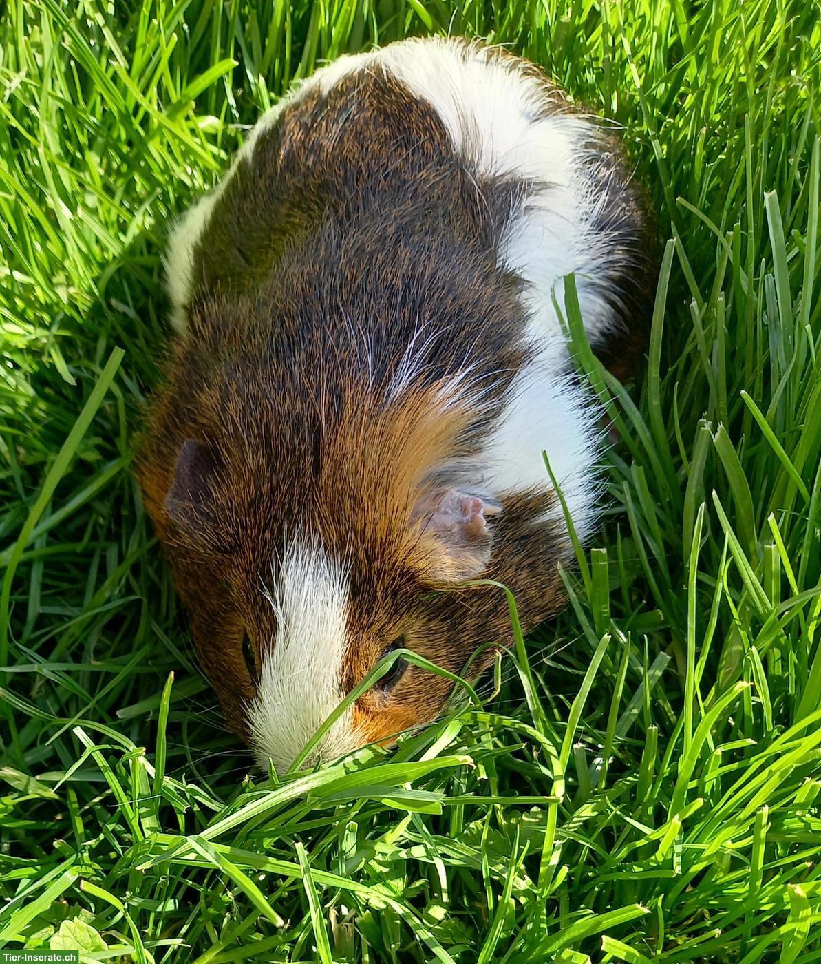 Bild 2: Verschiedene Meerschweinchen Männchen, kastriert