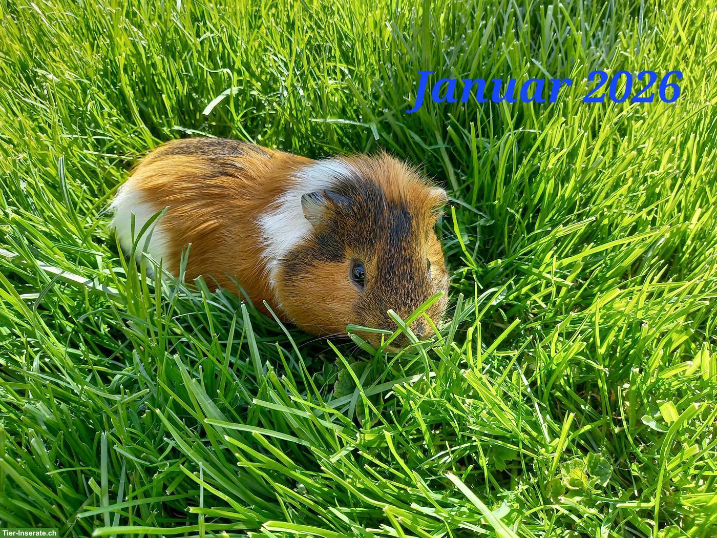 Bild 3: Verschiedene Meerschweinchen Männchen, kastriert