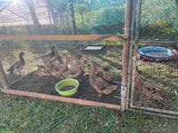 Rouenenten zu verkaufen