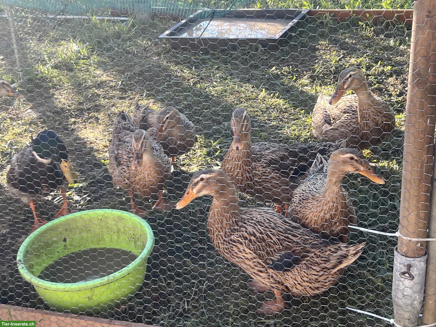 Bild 2: Rouenenten zu verkaufen