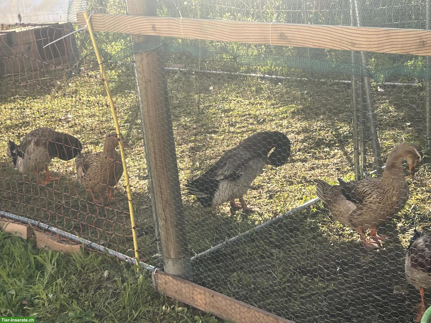 Bild 3: Rouenenten zu verkaufen