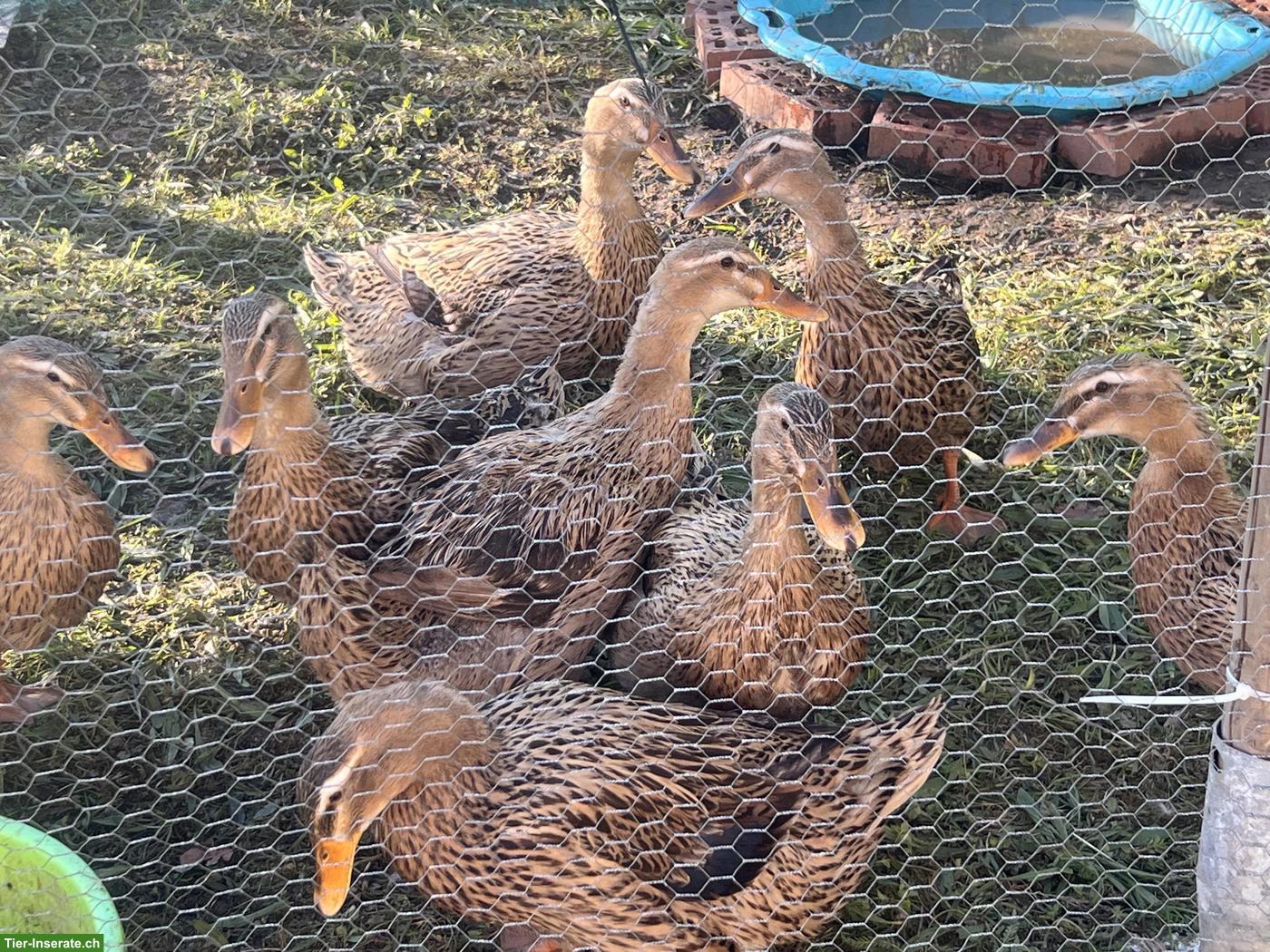 Bild 4: Rouenenten zu verkaufen