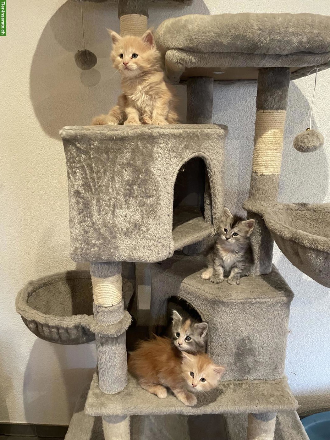 Reinrassige Maine Coon Kitten suchen liebes Zuhause 🐾