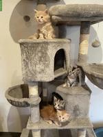 Reinrassige Maine Coon Kitten suchen liebes Zuhause 🐾