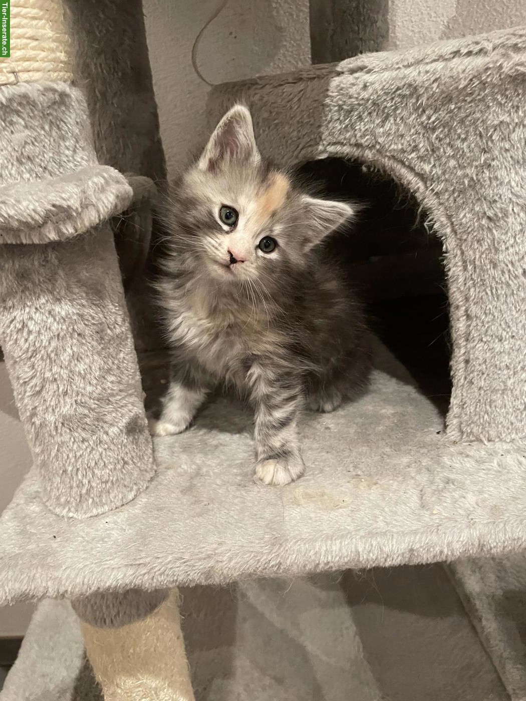 Bild 2: Reinrassige Maine Coon Kitten suchen liebes Zuhause 🐾