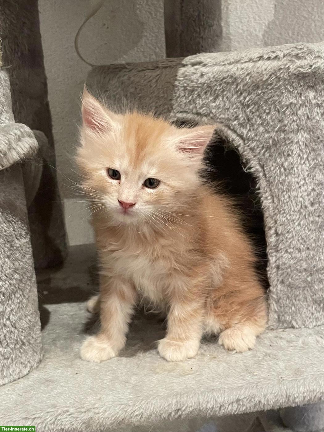 Bild 3: Reinrassige Maine Coon Kitten suchen liebes Zuhause 🐾