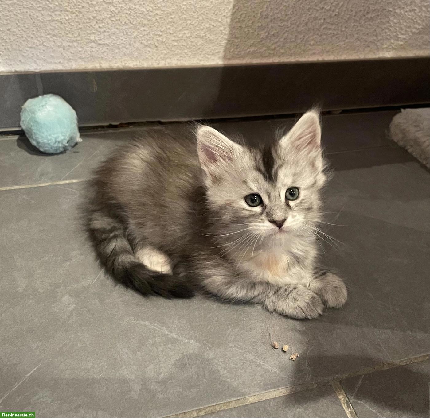 Bild 4: Reinrassige Maine Coon Kitten suchen liebes Zuhause 🐾