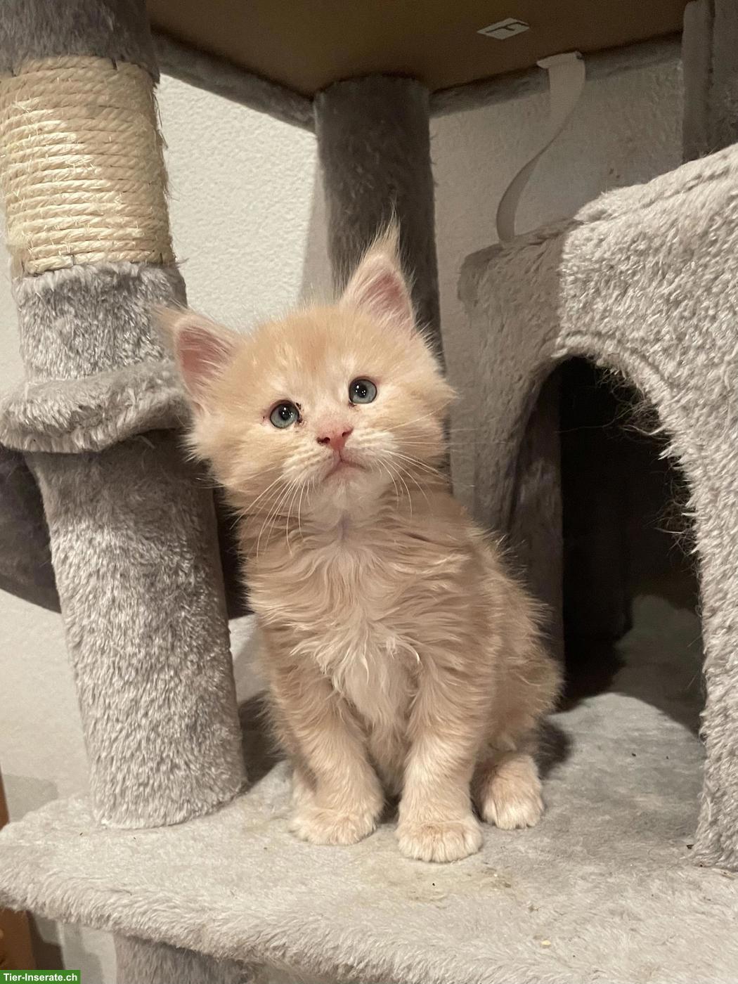 Bild 5: Reinrassige Maine Coon Kitten suchen liebes Zuhause 🐾