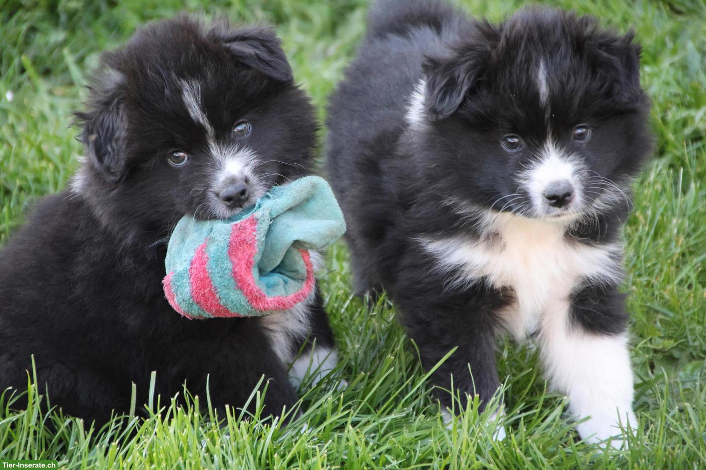 Samojede x Mini Aussie Welpen