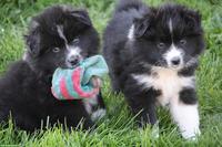 Samojede x Mini Aussie Welpen