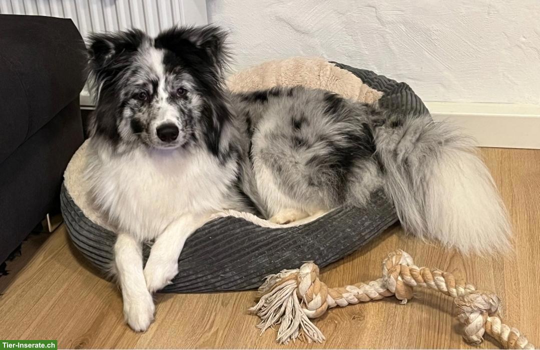 Bild 10: Samojede x Mini Aussie Welpen