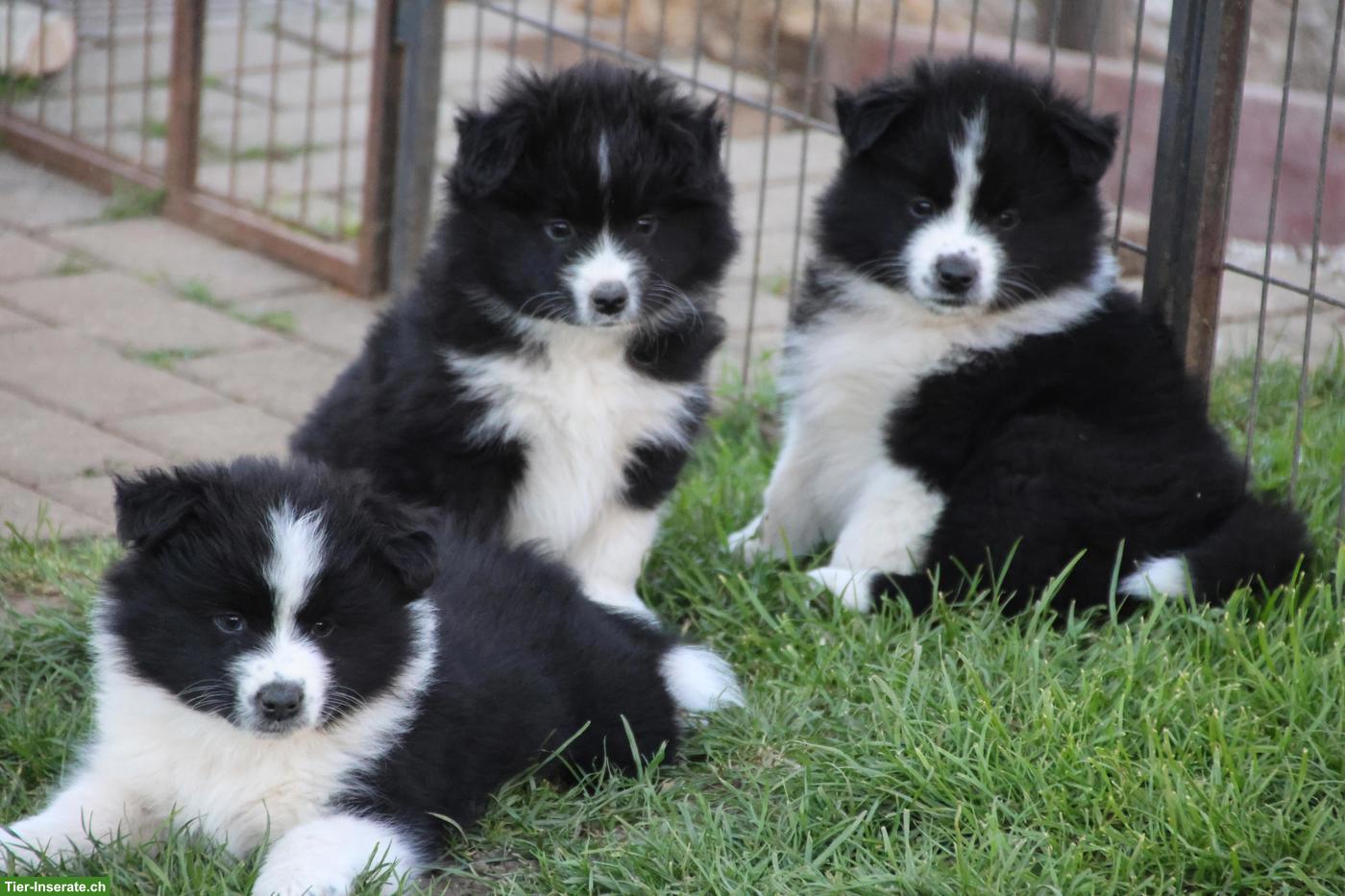 Bild 2: Samojede x Mini Aussie Welpen