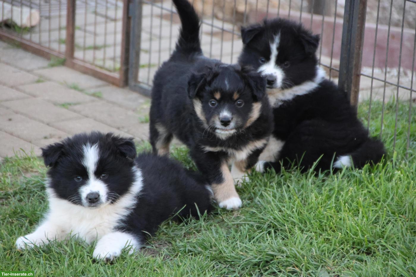 Bild 3: Samojede x Mini Aussie Welpen