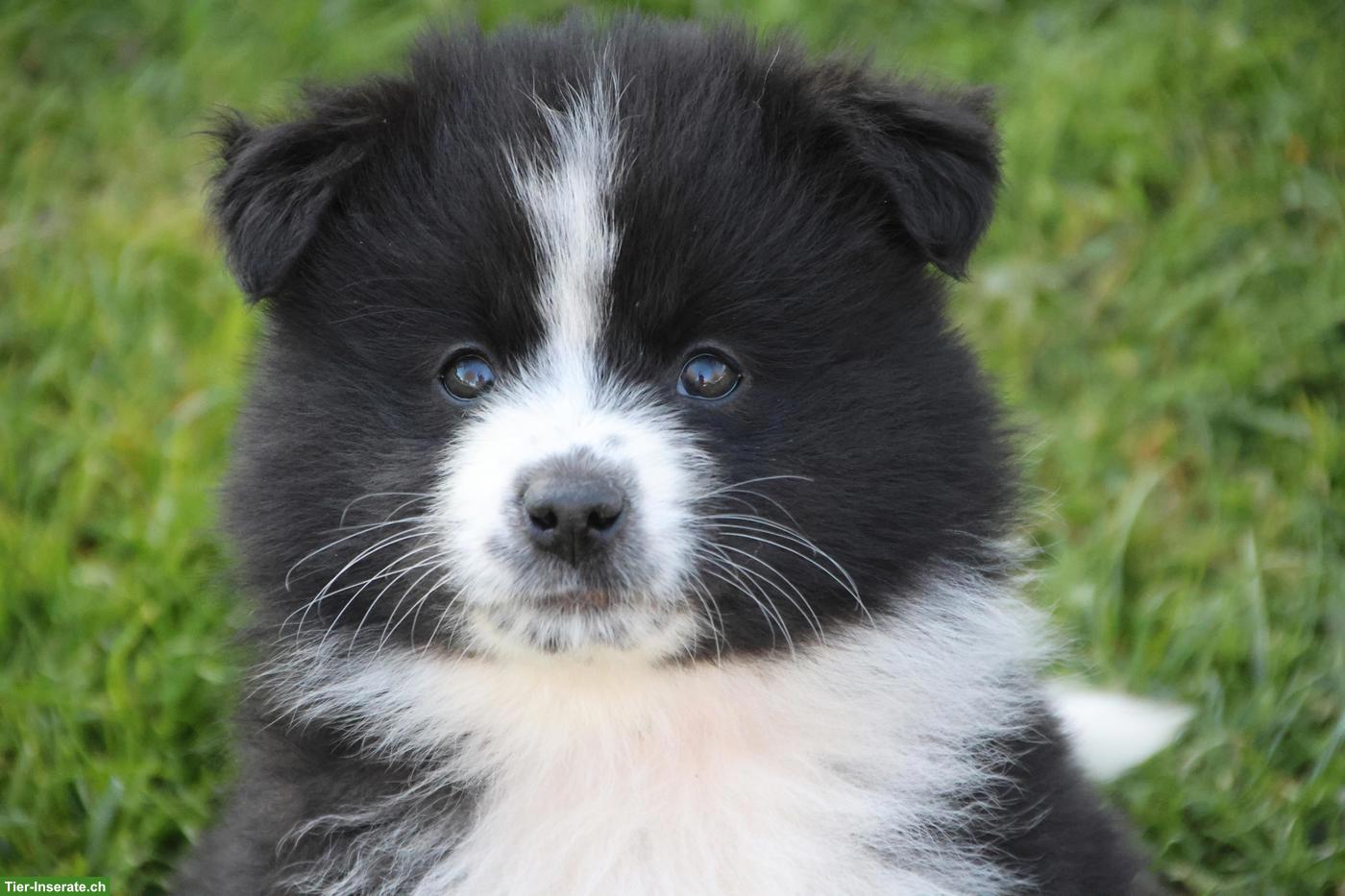 Bild 4: Samojede x Mini Aussie Welpen