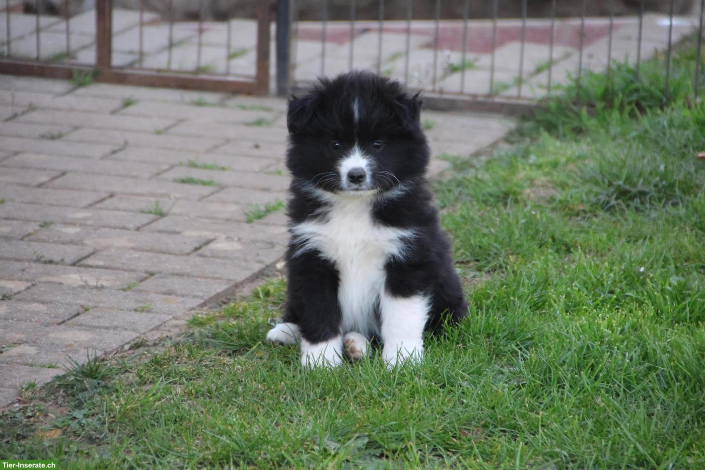 Bild 5: Samojede x Mini Aussie Welpen