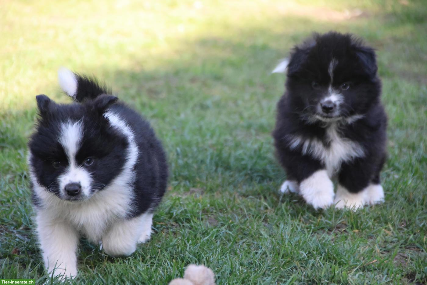 Bild 6: Samojede x Mini Aussie Welpen