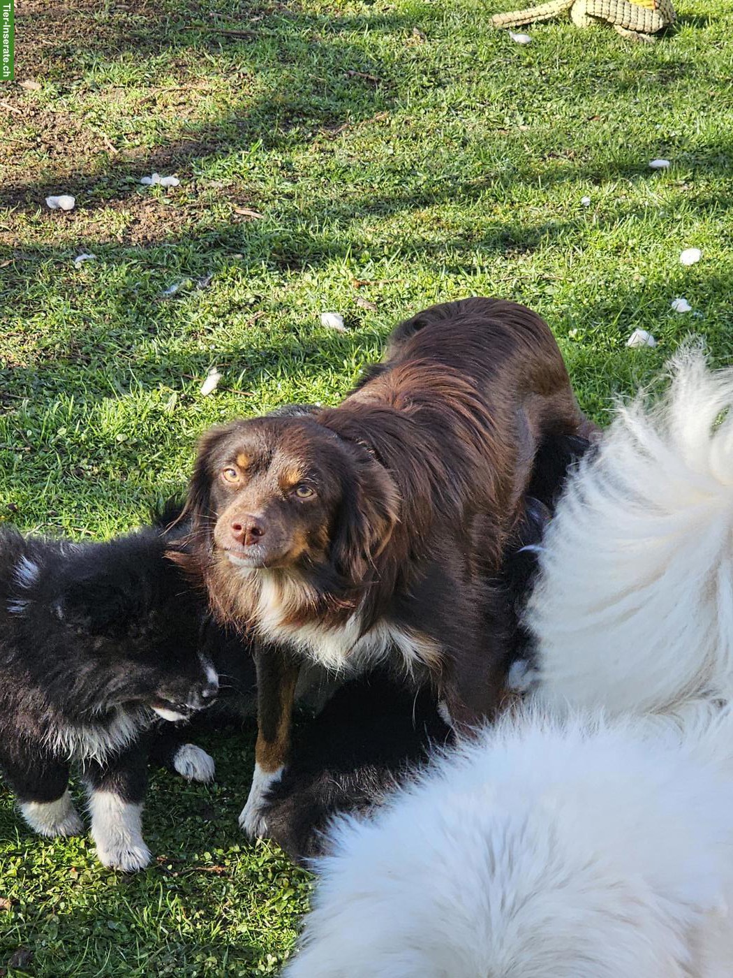 Bild 7: Samojede x Mini Aussie Welpen