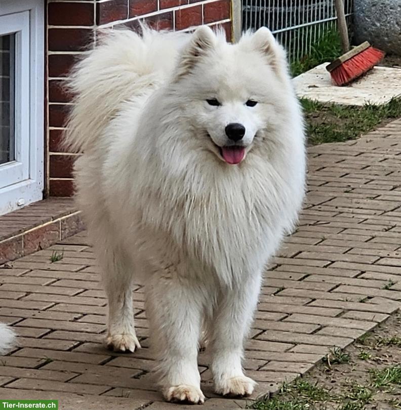Bild 8: Samojede x Mini Aussie Welpen