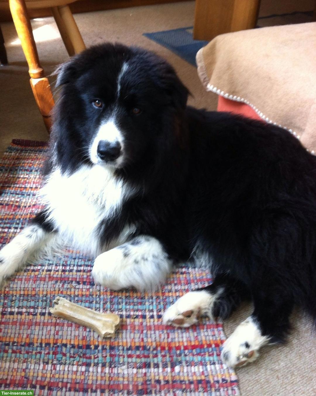 Bild 9: Samojede x Mini Aussie Welpen